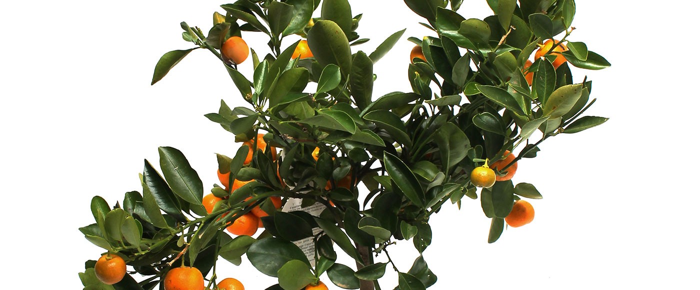 Retouched tangerine tree branch on a white background