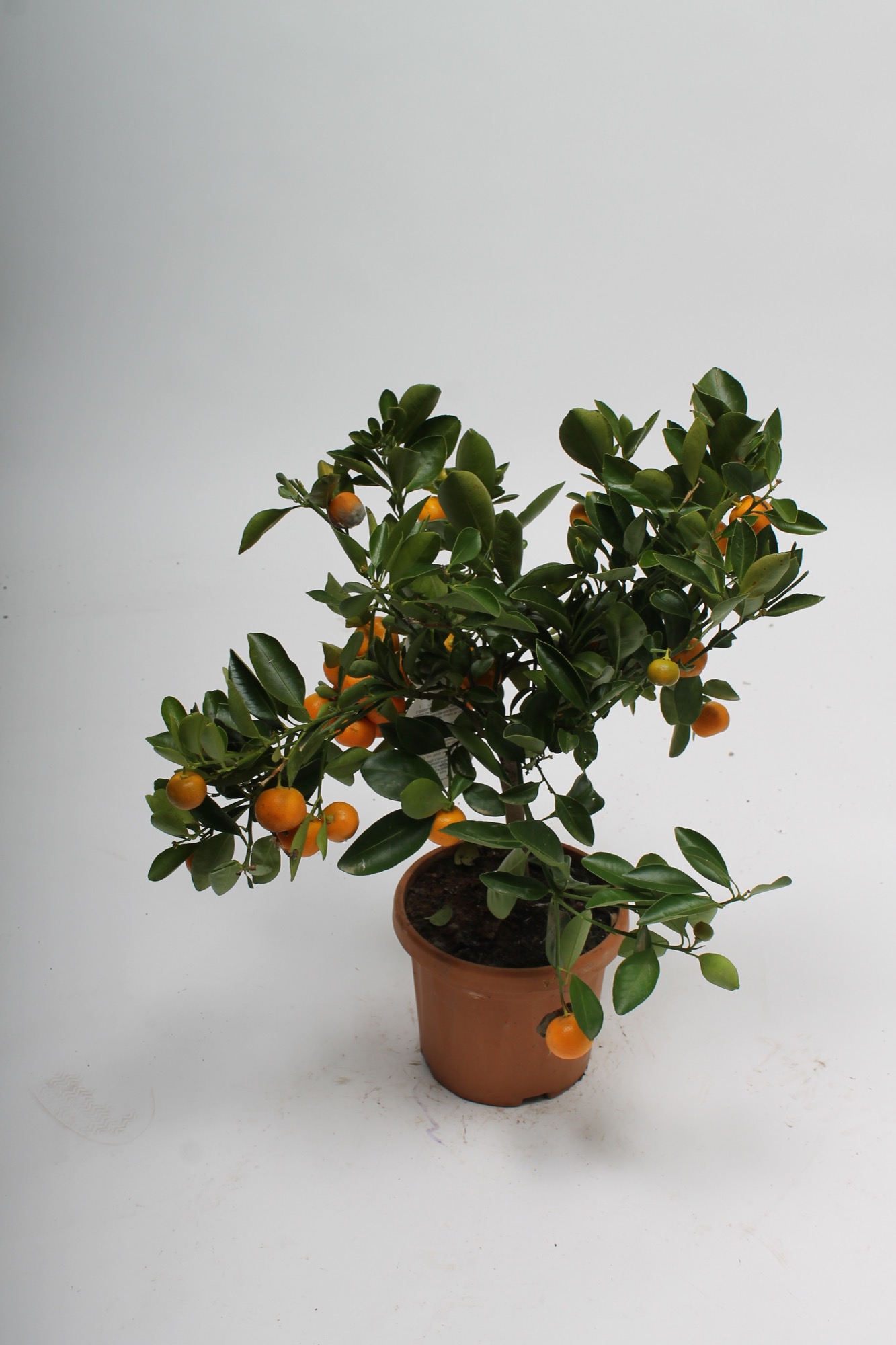 Before: potted tangerine tree on a grey background