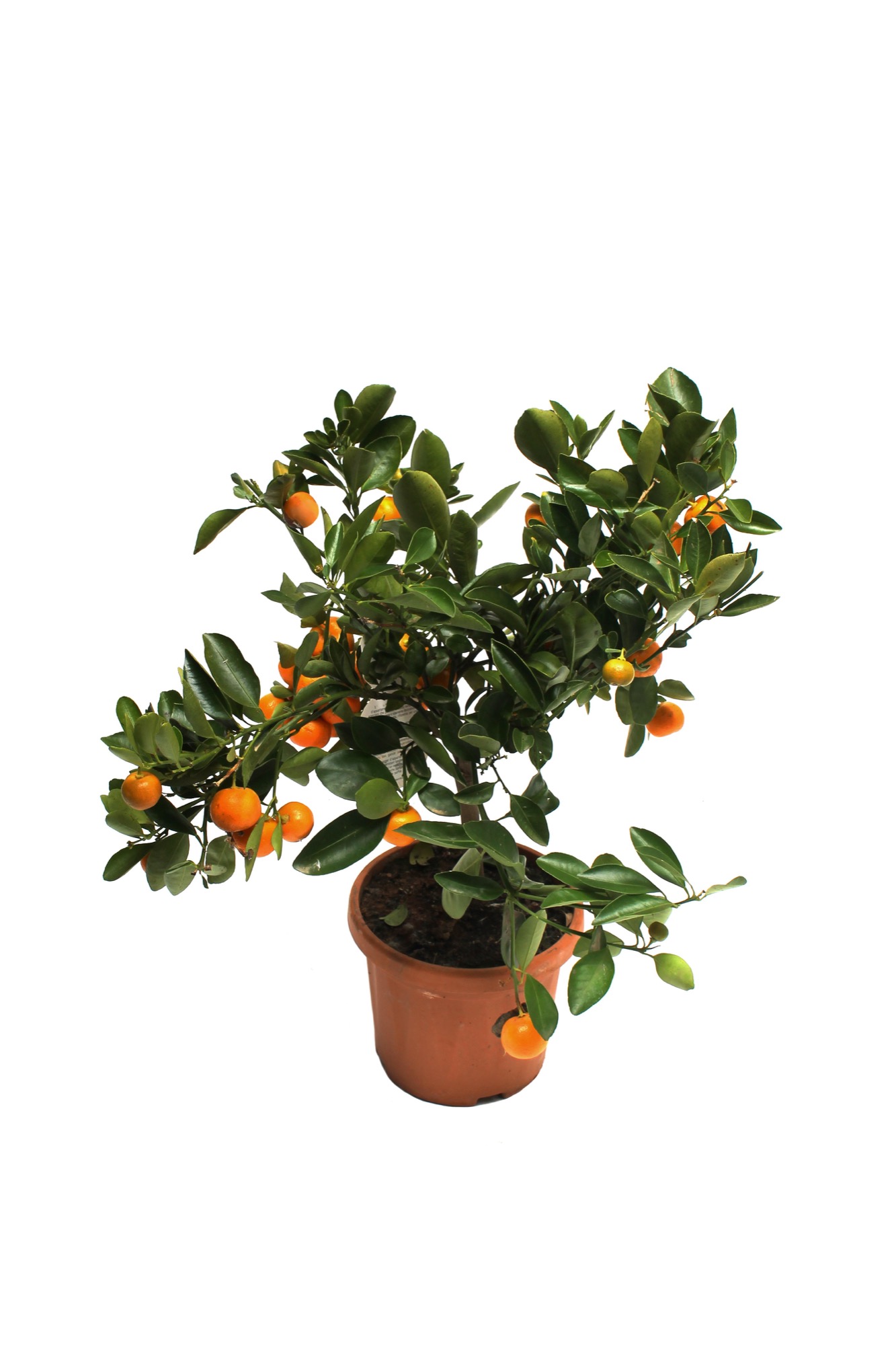 Retouched product photo of a potted tangerine tree