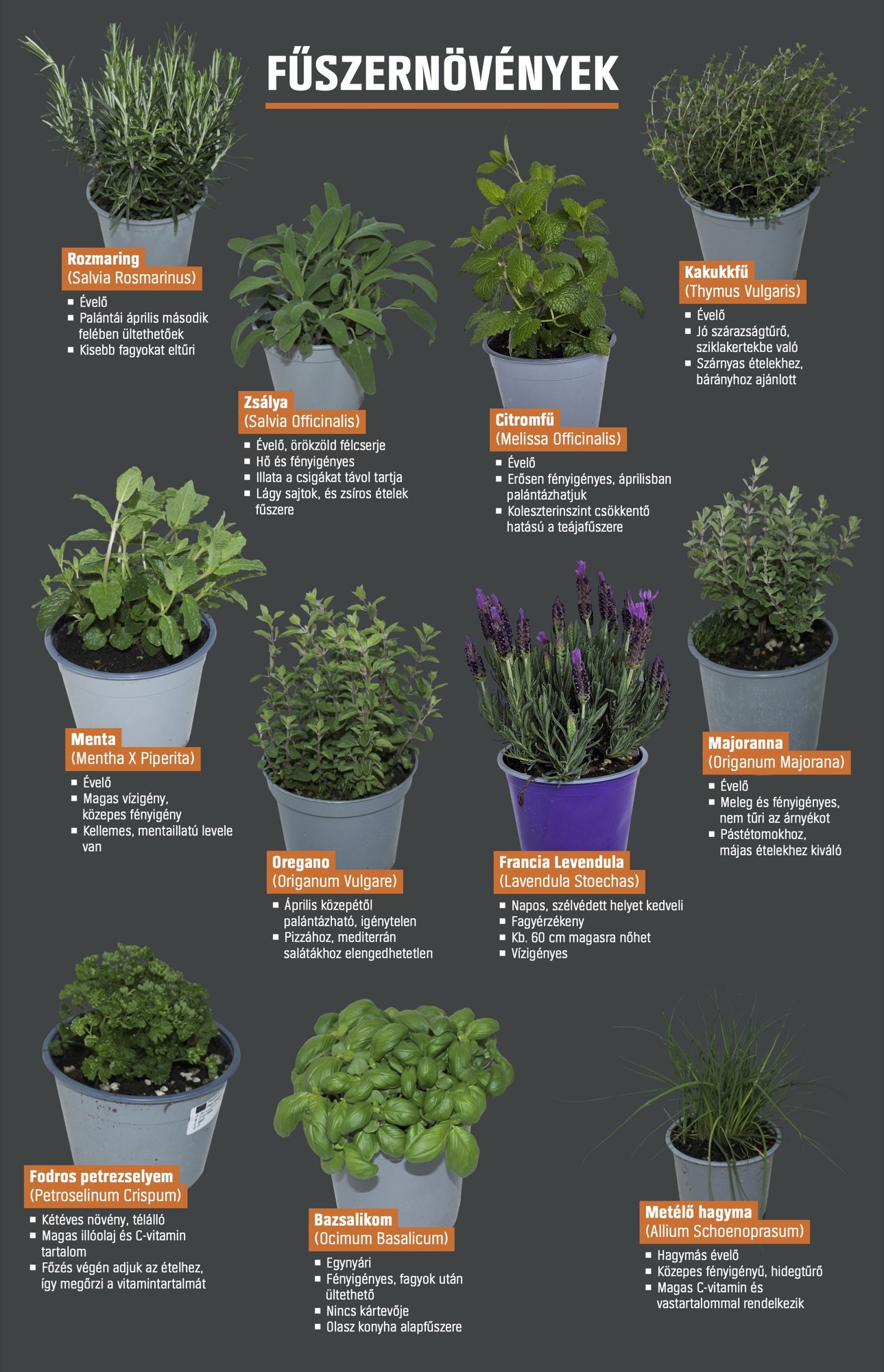 Poster introducing herbs with care instructions