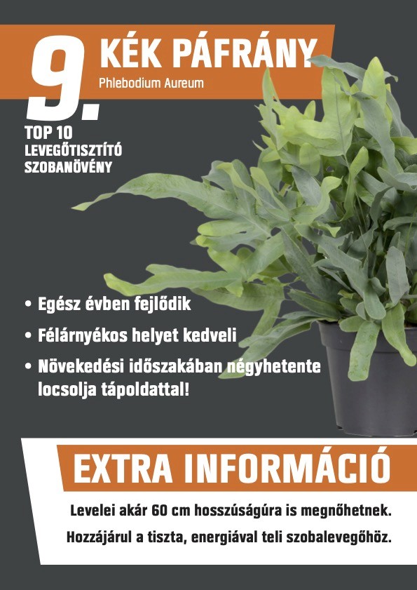 Poster for the blue fern, number 9 of the top 10 air-filtering houseplants