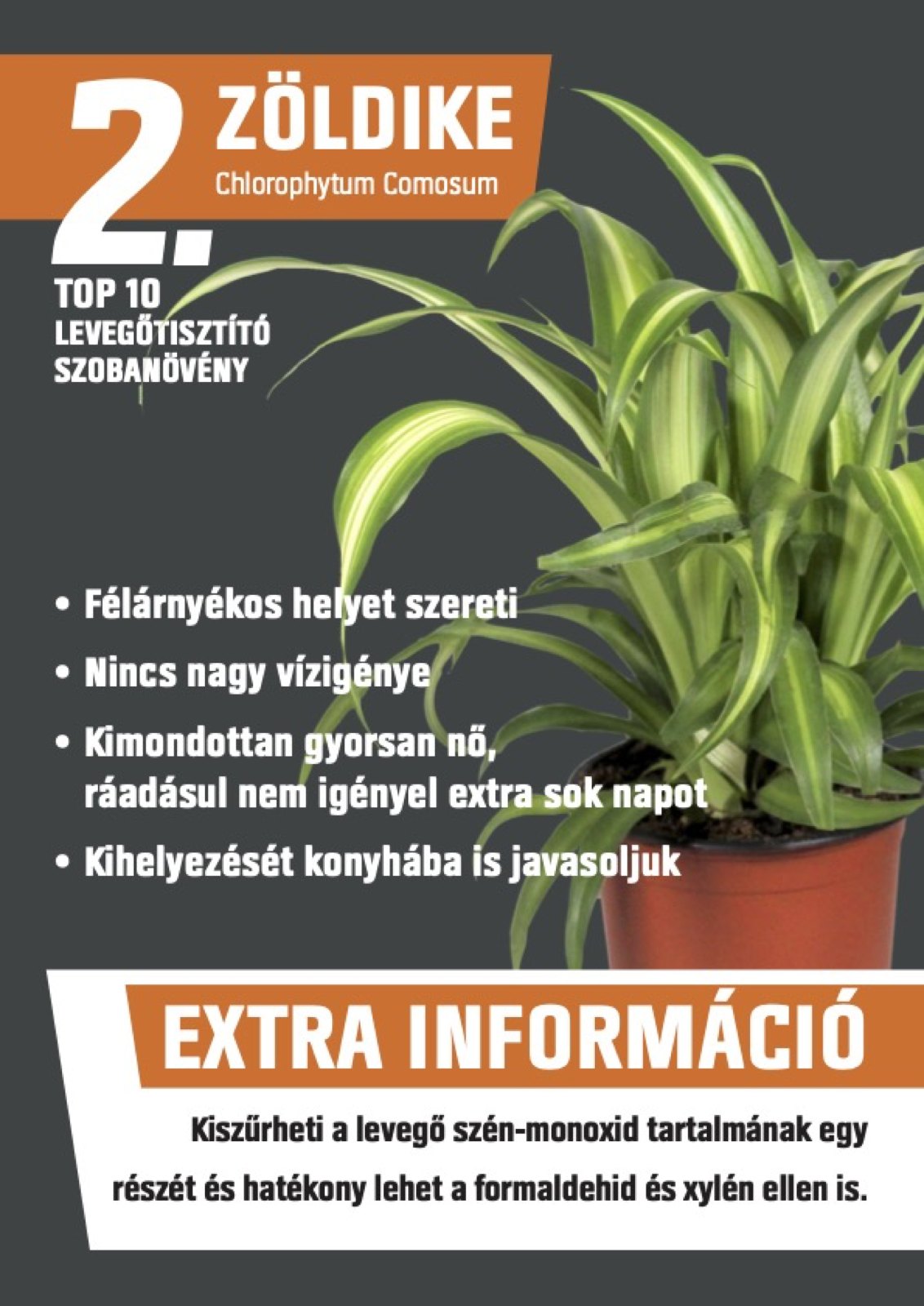 Poster for the spider plant, number 2 of the top 10