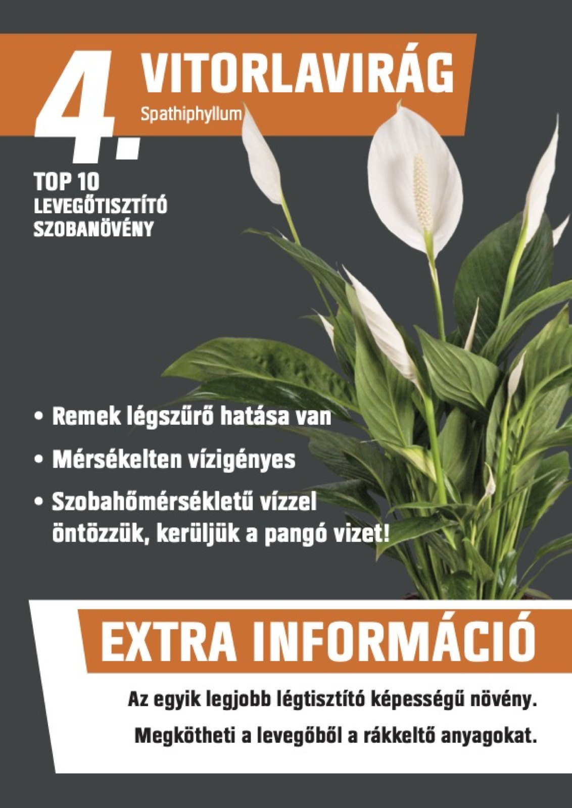 Poster for the peace lily, number 4 of the top 10